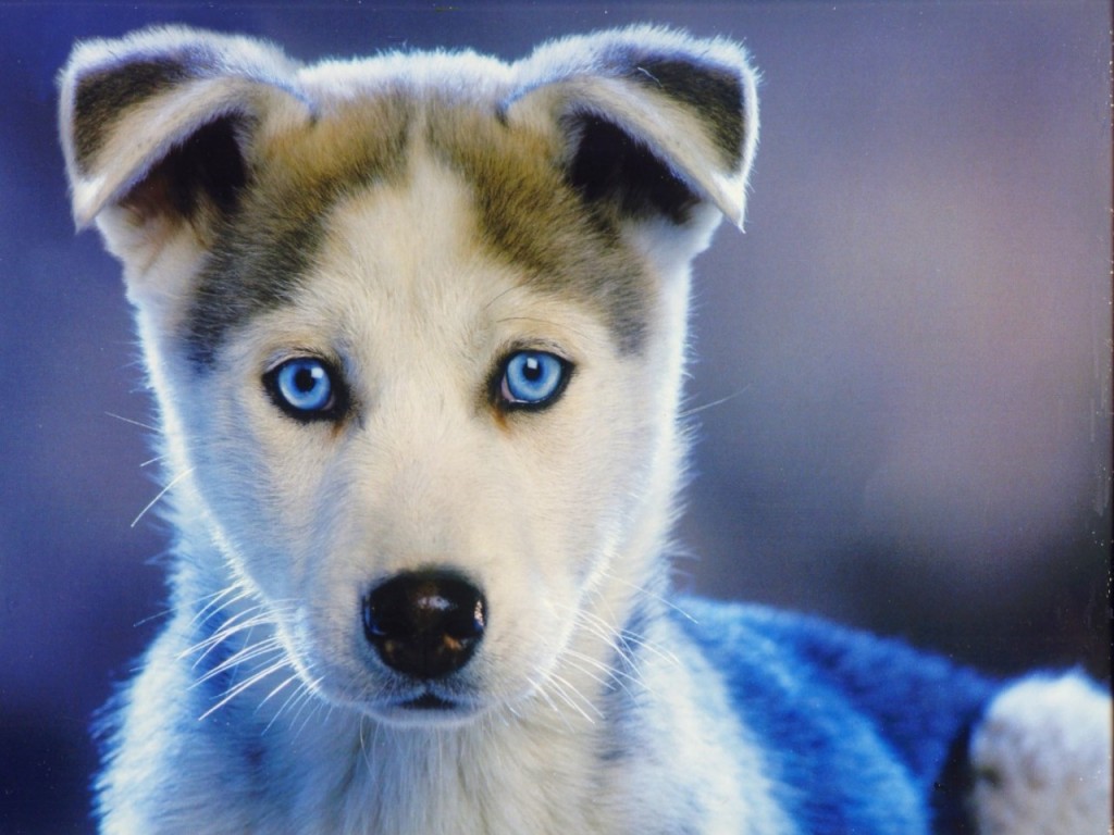 Dog-02